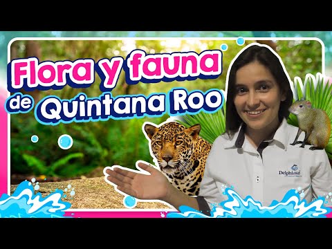¿Conoces la flora y fauna de Quintana Roo? #DíaMundialDeLaVidaSilvestre l Delphinus