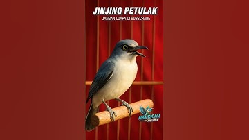 Jinjing Petulak ##viral #fyp #kicaumania #jinjingpetulak