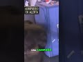 ¡Campaña viral! Familia recauda fondos para caso legal y alerta al aeropuerto #shorts