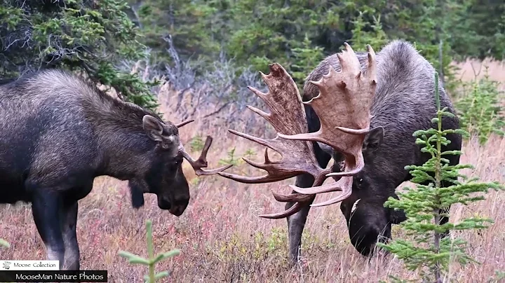 Watch the Same Bull Moose Fight Three Times #bullmoose