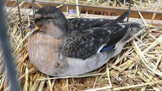 Cane mignon à ventre jaune (Yellow Belly), Exposition Internationale d'Aviculture Mulhouse 2019