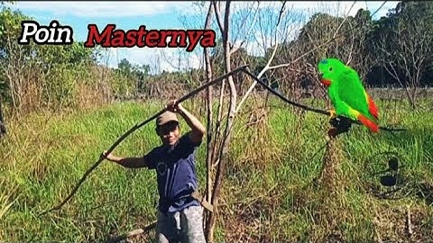 Di buat RUSUH‼️ mikat burung serindit dan akhirnya poin master pikat | pikat burung