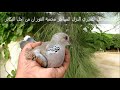 هدية عبيد العوني الى اصدقاء البيئة طيور من المحمية 