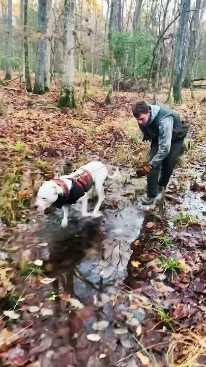 The Razorback Round-Up. #bonjovi #hunting #dogoargentino #rock #outdoors #arkansas #shorts #wildboar