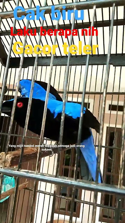 PANCINGAN CUCAK BIRU GACOR