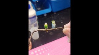 Budgie Tutorial - Create Lovely Miniature Birds