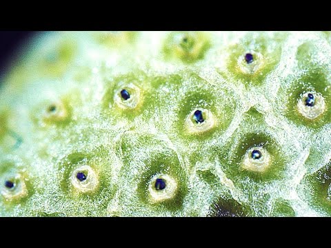 Video: Morský Piesok (19 Fotografií): Pohľad Pod Mikroskopom A Zloženie, Hustota A Farba. Ako Sa Tvorí? Stavebný Piesok A Iné Druhy