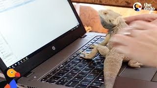 Bearded Dragon Just Wants to Help Mom With Her Work | The Dodo