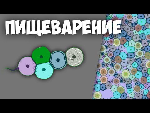 ПИЩЕВАРЕНИЕ - ПРОХОЖДЕНИЕ CELL LAB