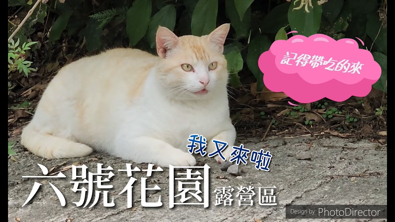 六號花園露營區(營區介紹續集)我們又來囉｜營區介紹下集｜新竹尖石鄉｜像颱風一樣的暴雨｜擼不完的貓｜迪卡儂客廳帳｜20230418｜Camping Series 캠핑 キャンプ 