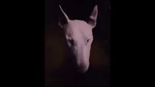 DER BEAT FROM BAGDAD - Knock and the Door will open
