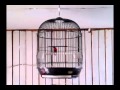 Burung Madu Sepah Raja Gacor