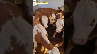 Simmental buzoqlarni zo‘rlaridan!!! 👍👍👍 #simmental #limuzin #angus #sharolle #greeford