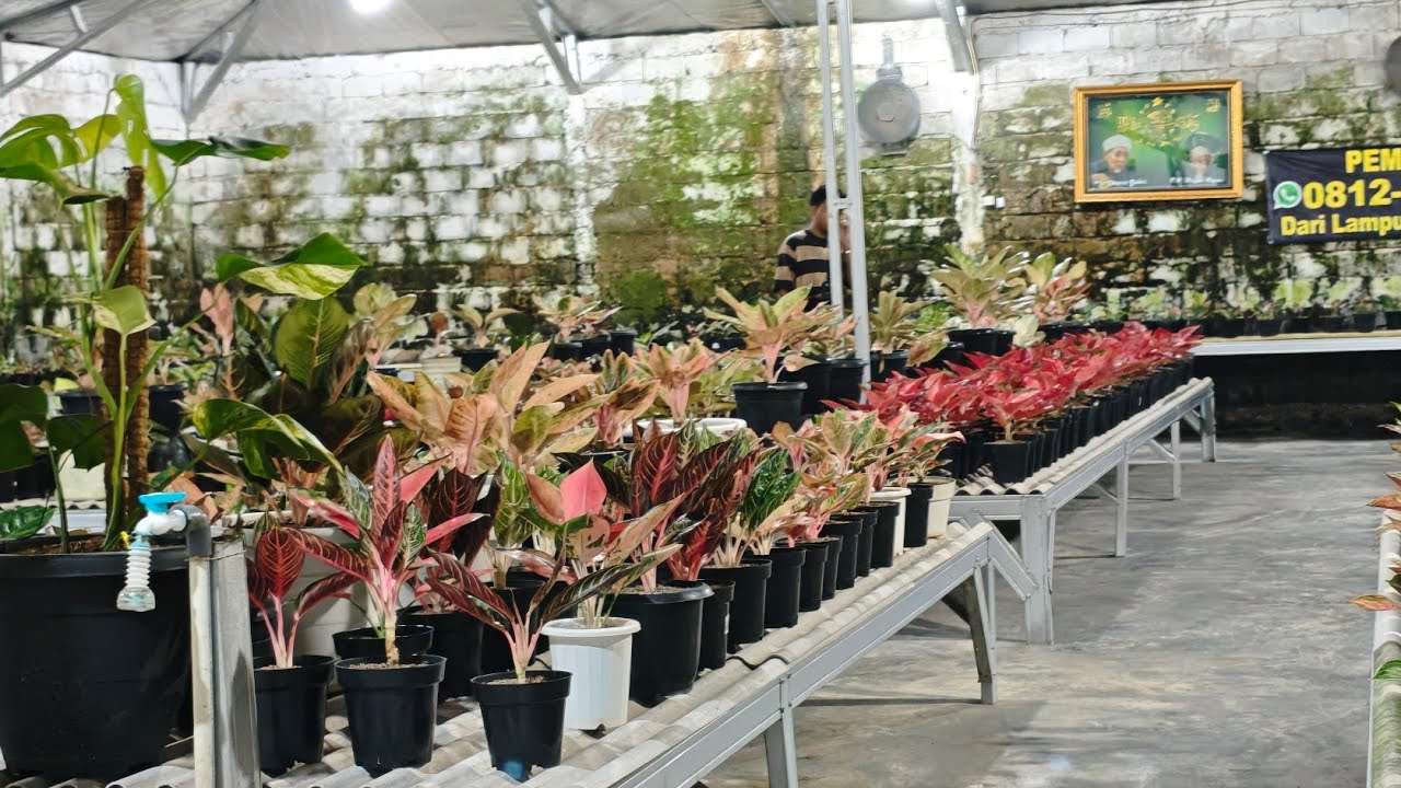 Tanaman Hias aglonema