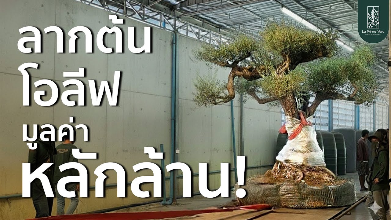 3 งานปลูกต้นโอลีฟสุดหินที่ La Prima Vera ภูมิใจนำเสนอ