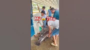 ✅ Cá Mú Nghệ hàng khủng 75kg #bigfish #cámú #thuysanwork #cábiển #seafood #fishing #GiantGrouper