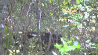 2010 Hog Dogging Compilation.m4V