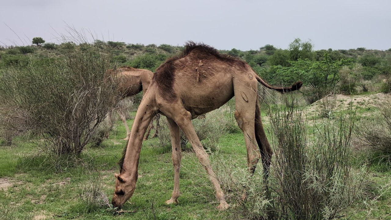 Camel 🐪  and jungle 