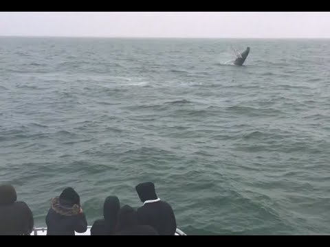 Video: Divertenti Attività Acquatiche Per Il Tuo Viaggio A Virginia Beach, In Virginia