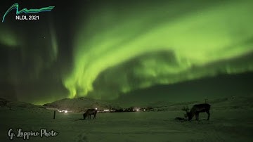 Consistent Estimation of Stellar Params from HARPS-N Spectroscopy using DL (Frederik B. Hüttel, DTU)