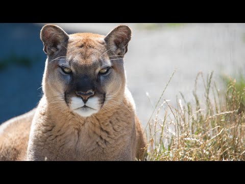 Видео: Какие животные обитают на северных и центральных равнинах Техаса?