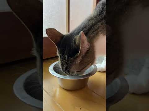 猫のお昼ごはん - Cat’s Lunch Time - #Shorts