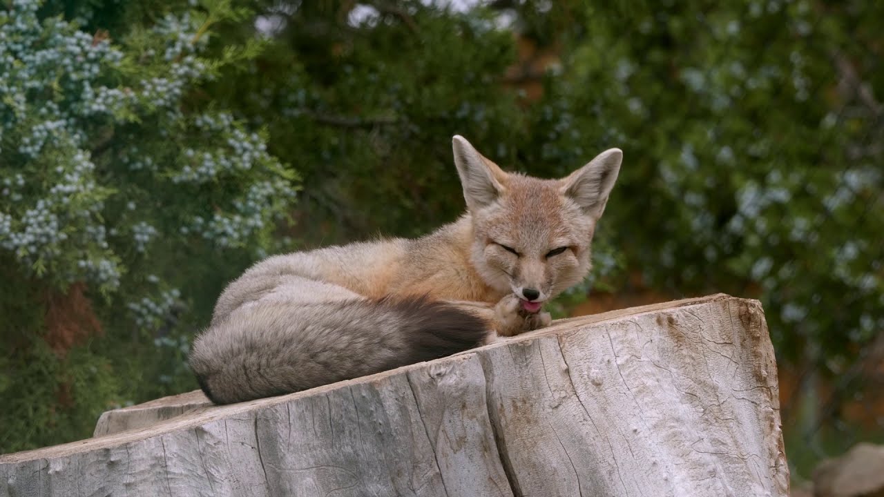 What Is Animal Ark? A series by Dr. Dave