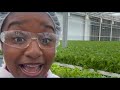 How lettuce is harvested at BrightFarms in Macon