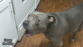 Funny Pitbull Dog Talking More Than A Husky