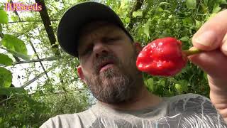 7 Pot Bubblegum Original Red Pepper | Capsicum chinense | Pod Review