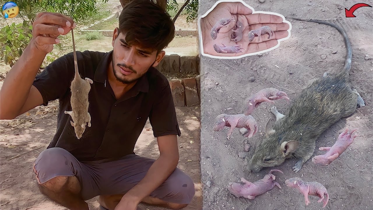 Female Choohay Ne Cute Babies De Diye🥰|| Or Chuha Mar Gya😥|| Hammad pet house