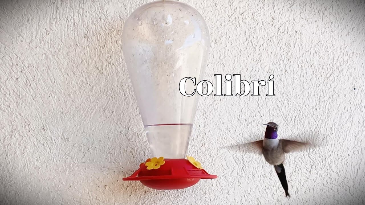Colibrí