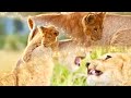Cute Lion Cubs Playing #Lion #Shorts #africa