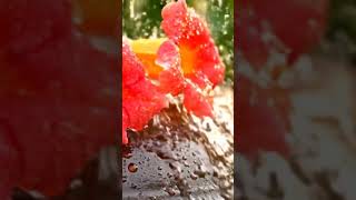 ☂️💦장독대 항아리에 비폭탄 쏟아져 스트레스 해소되는 힐링 빗소리 ASMR 💖#shorts 🌧️🎵🌿#rainsounds