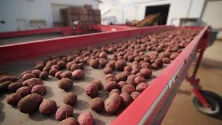 STORING AND SHIPPING POTATOES | at the potato farm