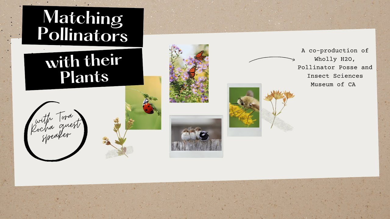 Planting for Pollinators | Matching Pollinators With Their Plants with ...