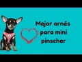 El mejor arnés para perros mini pinscher 🐶🐶