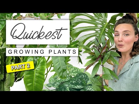 วีดีโอ: Houseplants ที่เติบโตอย่างรวดเร็ว – houseplants ที่เร็วที่สุดที่จะเติบโตคืออะไร