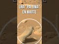 UNA &quot;PALOMA&quot; EN MARTE #shorts #marte #mars #perseverance #space #astronomy #landscape #nasa #alien