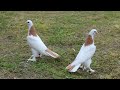 Красивые бакинский бойные голуби 🕊️