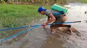 Nước lên, kích cá chép đẻ nhìn hoa cả mắt - Săn Bắt và hái Lượm