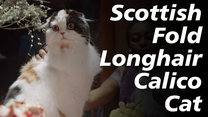 Watch the video about Scottish Fold Longhair Calico Cat😍#scotishfold #youtubeshorts #shorts