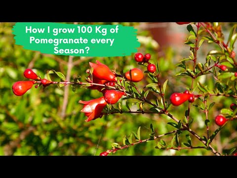 Video: Granateple Flower Drop - How To Prevent Knopper Drop On Pomegranate