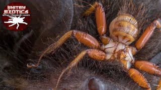 🦟 Top 10 Most Disgusting Parasites 🦠 - (DON’T WATCH AT NIGHT) by Whitey Exotics 355 views 1 year ago 10 minutes, 41 seconds