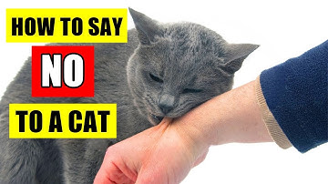 HOW TO TELL YOUR CAT NOT TO DO SOMETHING 🔥