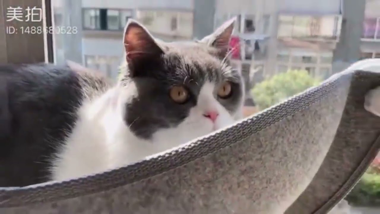 Pet Hammock Beds Cat Window Felt Bed Suction Cat Rest Shelf H