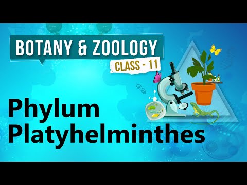 Video: Je, phylum platyhelminthes huzaaje?