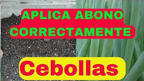 ¿Qué abono es mejor para las cebollas?