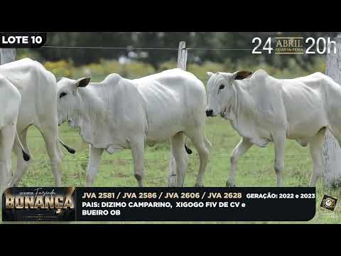 LOTE 10   JVA 2581,2628,2606,2586