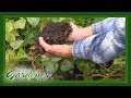 Building Rich Soil | Volunteer Gardener